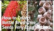 🌷22 - How to Collect & Sow, Very Hardy Bottle Brush Tree Seeds ,Very Easy Method.