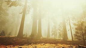 Giant Sequoia Trees Screensaver 4K