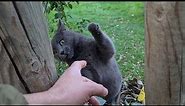 Funny and Angry Gray Cat.
