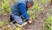 Field Grafting a New Vineyard at Small Vines Estate