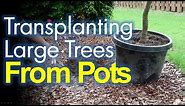 Transplanting Potted Trees Made Easy