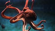 The 10 Largest Octopuses in the World