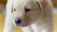 Puppy Opens its Eyes for the First Time | Puppy Senses | Secret Life of Dogs | BBC Earth