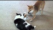 Shiba inu playing with cat
