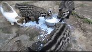 African Civet Cats' Feeding Frenzy