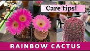 Rainbow Hedgehog Cactus Care Guide| Echinocereus rigidissimus | How to take Care Of Cactus