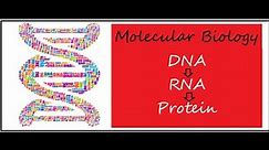 Molecular Biology - Summary | Concepts of Biology: Chapter 9 (English Reading Only)