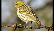 260 Zvonohlík zahradní, zpěv, Serinus serinus, European Serin, Girlitz