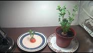 How To Grow Carrot Tops (With Time lapse)