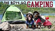 Ep 5: The Dogs Go Camping - Cute Dachshunds Camping Trip!