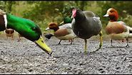 Ducks Quacking : Featuring Mallard Duck, Wigeon, Moorhen, Rook and Mute Swan
