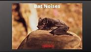 What Does a Bat Sound Like? - Identify Bats in the Attic Noises
