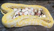 Albino burmese python laying eggs and baby python hatching from these eggs
