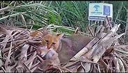Cute Jungle cat kittens reunited with mother | forest department Nashik | Eco Echo Foundation | WTI