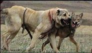Kangal dog joins with Wolf Pack | Wolf and dog hybridization