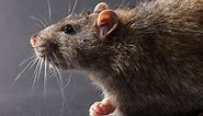 9 Key Differences Between Rats and Mice