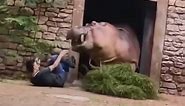 Terrifying moment zookeeper flees from angry hippo at Chinese zoo