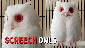 Rare Magical White Owl Albino Screech Owl with Red Eyes