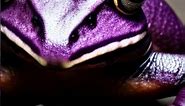 The Indian Purple Frog: A Unique Species