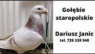 Gołębie staropolskie - Dariusz Janic - 2022 - Częstochowa - 728 338 948