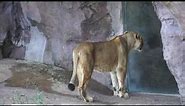 Lioness Looking Own Reflection big cat video lion mirror animal mammal Busch Gardens Tampa Florida