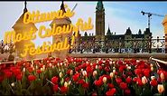 Ottawa's Most Colourful Event: All About the Canadian Tulip Festival