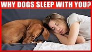 Why Does Your Dog Sleep With You? 7 Reasons You'll Love