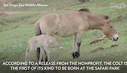 Critically Endangered Species of Horse Born at San Diego Zoo: 'A Tremendous Moment'