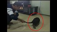 BIGGEST RAT EVER ! Unbelievably Huge Rat Caught In China