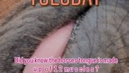 #horsebitadvice #horsewelfare #bittingexpert #horsesofinstagram | Horse Bit Advice