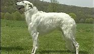 Borzoi - AKC Dog Breed Series