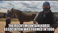 Rocky Mountain Horse Breed Facts!