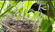 BLACK BULBUL Feeding BLACK BUG To baby birds | birds in nest | baby bird feeding | Bird nest day 3
