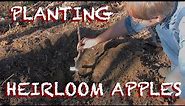 Planting Heirloom Apple Trees on the Small Farm - The Farm Hand's Companion Show, ep 7