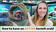 How to have an ACTIVE hermit crab! | By Crab Central Station