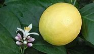 Growing Meyer Lemons in Containers | How to Grow a Lemon Tree