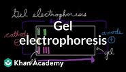 Gel electrophoresis | Chemical processes | MCAT | Khan Academy