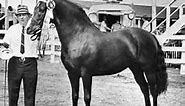 The Original Morgan Horse
