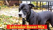 All about The Boxer Labrador Mix (Boxador) | Should you get a Boxador for you and your family?