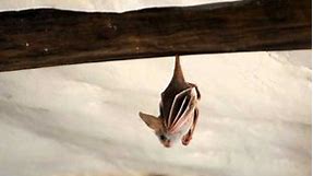 Cutest Bat in the World