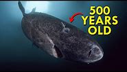 Greenland Shark: The Shark That’s Twice As Old As America