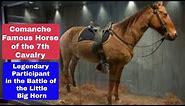 Comanche Legendary Horse of the Old West