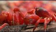 45 Million Red Crabs March | Lands of the Monsoon | BBC Earth