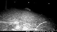 Screaming Fox–The Most Frightening Sounds In The Woods at Night–Trail Camera