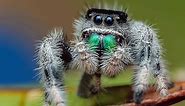 Meet the 10 Cutest Spiders in the World