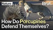 How Do Porcupines Defend Themselves?
