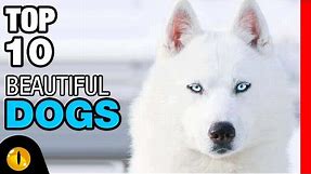 TOP 10 BEAUTIFUL DOG BREEDS