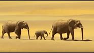Elephants in the Namib Desert | Wild Africa | BBC Earth