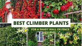 Best Climbing plants for a Shady Wall or Fence ✅