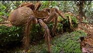 Getting bit by a Goliath bird eating spider- What Happens- (Spider Facts)